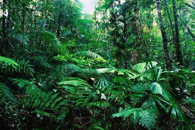Rainforest 35 Facts of Tropical RainForest Conserve Energy Future