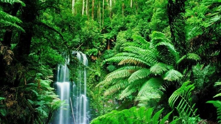Rainforest Amazon Rainforest Feel the Rainfall of Leaves Found The World