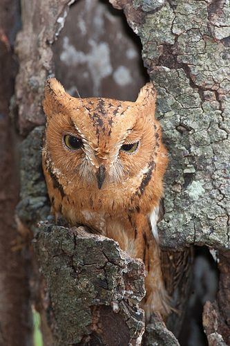 Rainforest scops owl Rainforest Scops Owl The Rainforest Scops Owl also known as the
