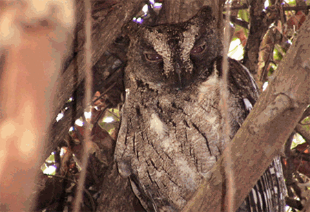 Rainforest scops owl Rainforest Scops Owl Otus rutilus Planet of Birds