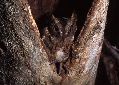 Rainforest scops owl wwwtaenoscomimgITISOtusrutilusRainforestSc