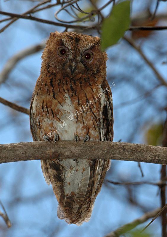 Rainforest scops owl Rainforest Scops Owl Otus rutilus Animals Birds Page 15