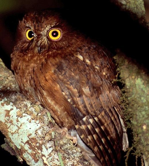 Rainforest scops owl Madagascar Scops Owl Otus rutilus Information Pictures Sounds