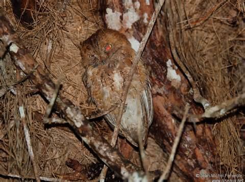 Rainforest scops owl More on Otus rutilus Malagasy ScopsOwl