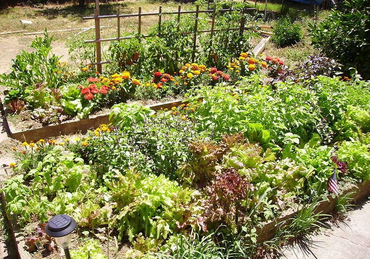 Raised-bed gardening
