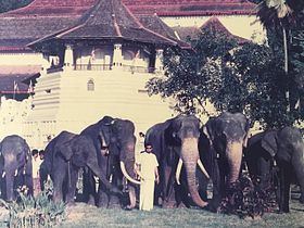 Raja (elephant) Raja elephant Wikipedia