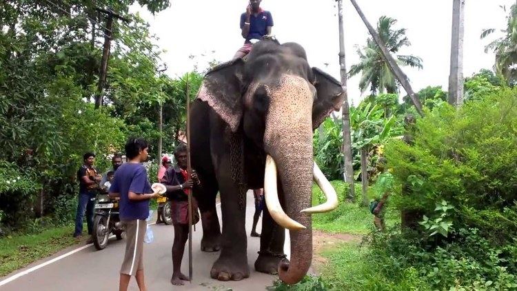 Raja (elephant) Nadungamuwa Raja YouTube