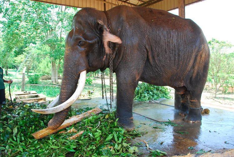 Raja (elephant) Raja the blind bull elephant ZooChat