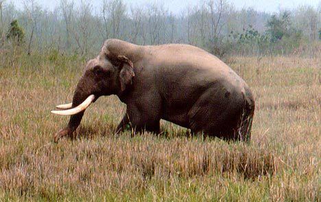 Raja Gaj World39s biggest Asian elephant goes missing in Nepal Daily Mail Online
