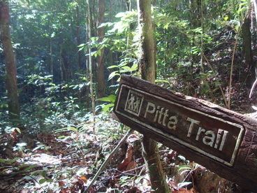 Rajah Sikatuna Protected Landscape Birding2asia Birdwatching Rajah Sikatuna Bohol and the Philippines