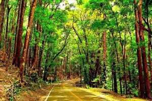 Rajah Sikatuna Protected Landscape Rajah Sikatuna Protected Landscape National Park Forest Sierra