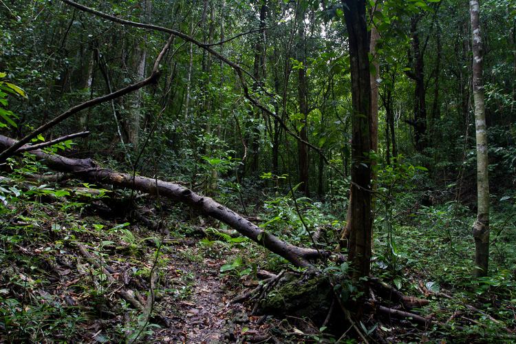 Rajah Sikatuna Protected Landscape The Philippines WilyBird