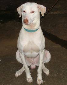 Rajapalayam (dog) httpsuploadwikimediaorgwikipediacommonsthu