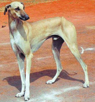 Rajapalayam (dog) Know Our Own Dog Breeds Kombai Kanni Alangu Chippiparai and