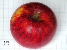 Rajka (apple) httpsuploadwikimediaorgwikipediacommonsthu
