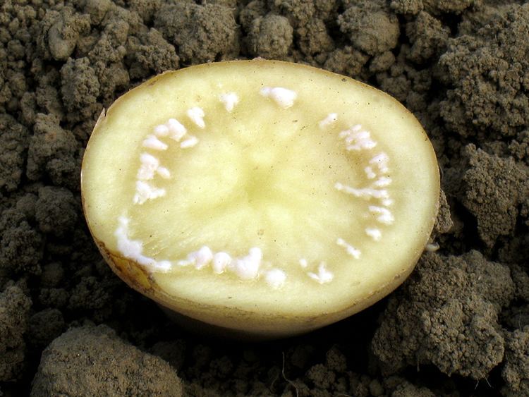 Ralstonia solanacearum Potato tuber infected by R solanacearum