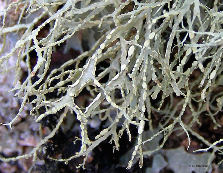 Ramalina Ramalina farinacea images of British lichens