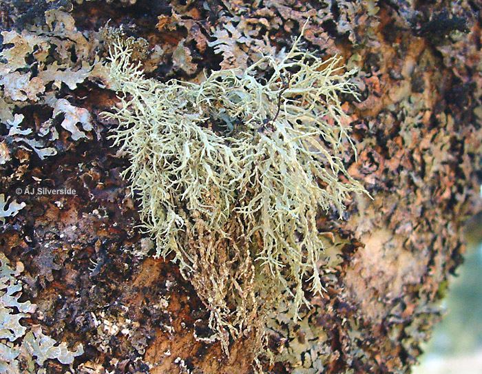 Ramalina Ramalina farinacea images of British lichens