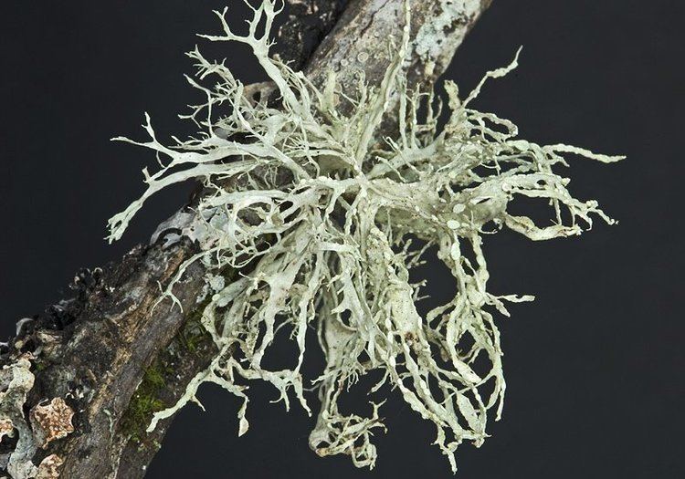 Ramalina farinacea Ways of Enlichenment Lichens of North America