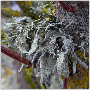Ramalina fraxinea Irish lichens Ramalina fraxinea