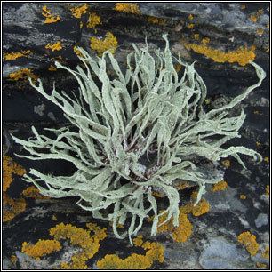 Ramalina siliquosa Irish lichens Ramalina siliquosa