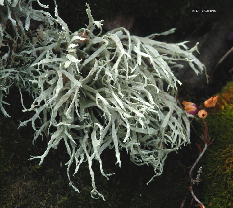 Ramalina siliquosa Ramalina siliquosa images of British lichens