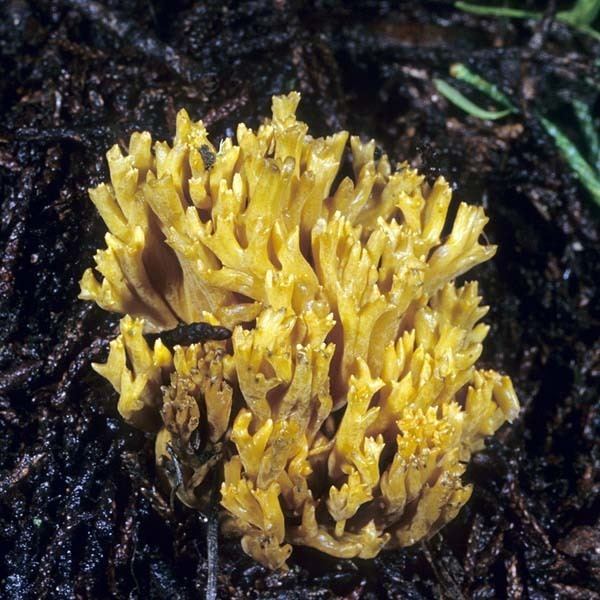 Ramaria abietina - Alchetron, The Free Social Encyclopedia