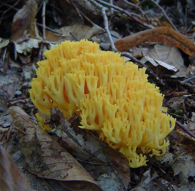 Ramaria aurea Ramaria aurea at Indiana Mushrooms