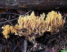 Ramaria myceliosa httpsuploadwikimediaorgwikipediacommonsthu