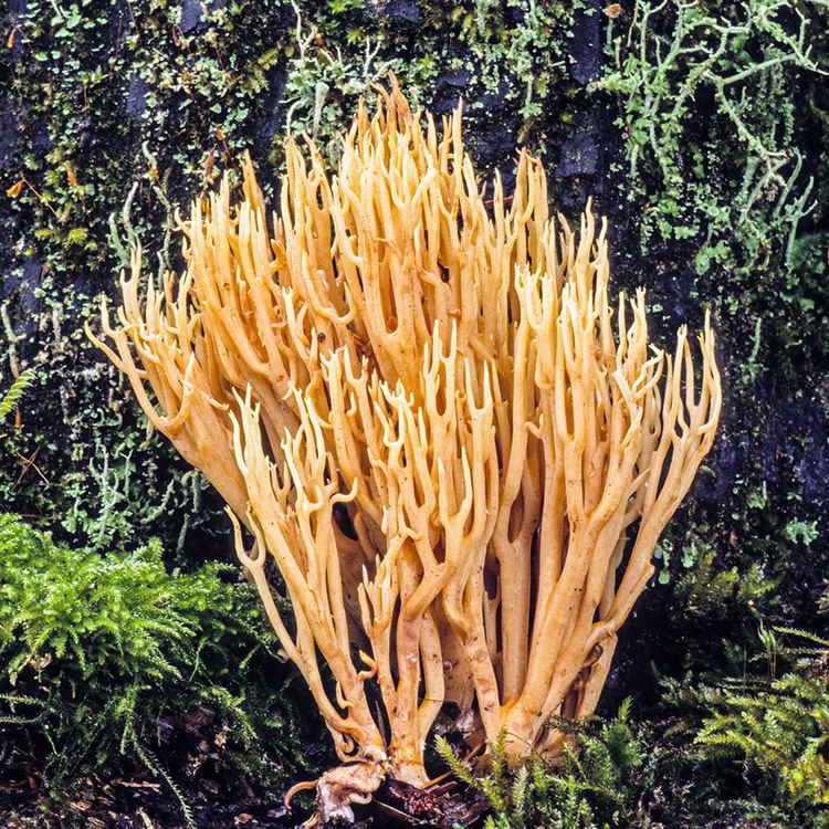 Ramaria stricta California Fungi Ramaria stricta