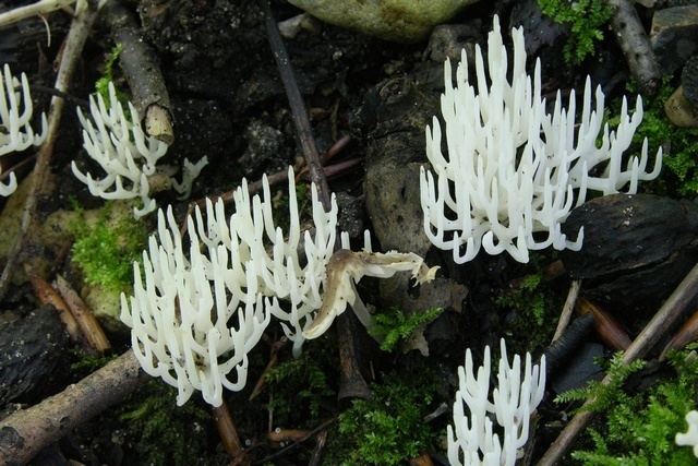 Ramariopsis kunzei Ivory Coral Ramariopsis kunzei Biopix photoimage 60305