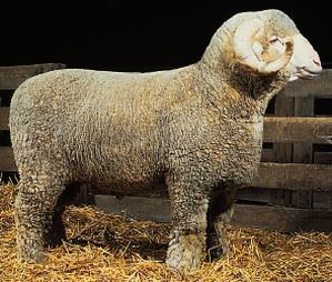 Rambouillet sheep Rambouillet Sheep Rambouillet Sheep Breed Raising Sheep