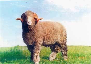Rambouillet sheep wwwansiokstateedubreedssheeprambouilletramb