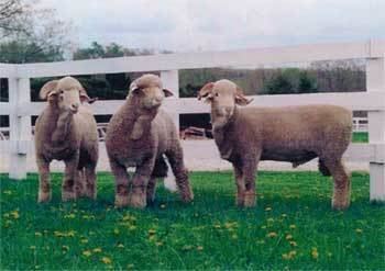 Rambouillet sheep Breeds of Livestock Rambouillet Sheep Breeds of Livestock