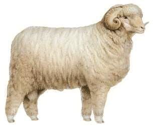 Rambouillet sheep Rambouillet breed of sheep Britannicacom
