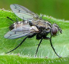 Ramonda (fly) httpsuploadwikimediaorgwikipediacommonsthu