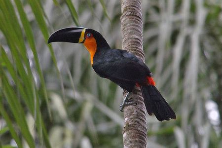 Ramphastos Ramphastos vitellinus