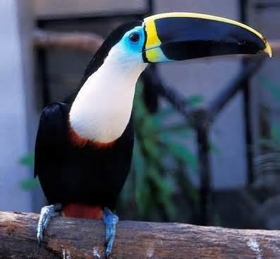 Ramphastos wwwtaenoscomimgITISRamphastosvitellinusculm