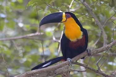 Ramphastos Ramphastos