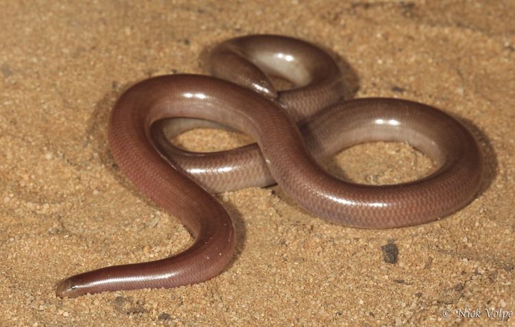 Ramphotyphlops Prongsnouted Blind Snake Ramphotyphlops bituberculatus Flickr