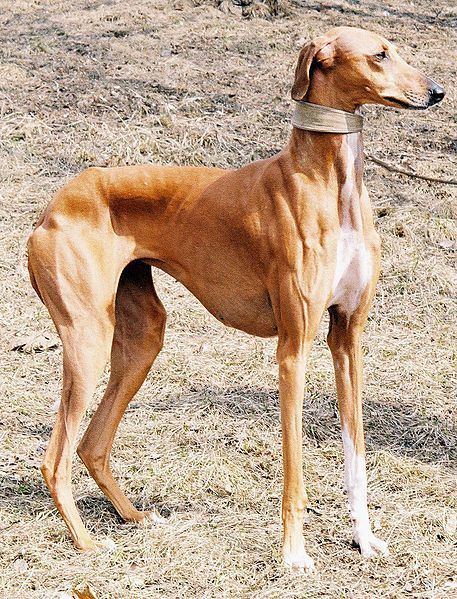 Rampur Greyhound 1000 images about Rampur Greyhound on Pinterest Spanish