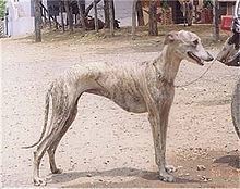 Rampur Greyhound httpsuploadwikimediaorgwikipediacommonsthu