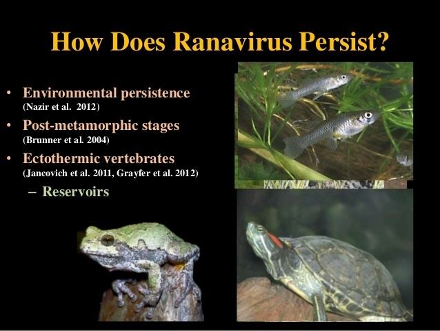 Ranavirus Transmission of ranavirus between ectothermic vertebrate hosts