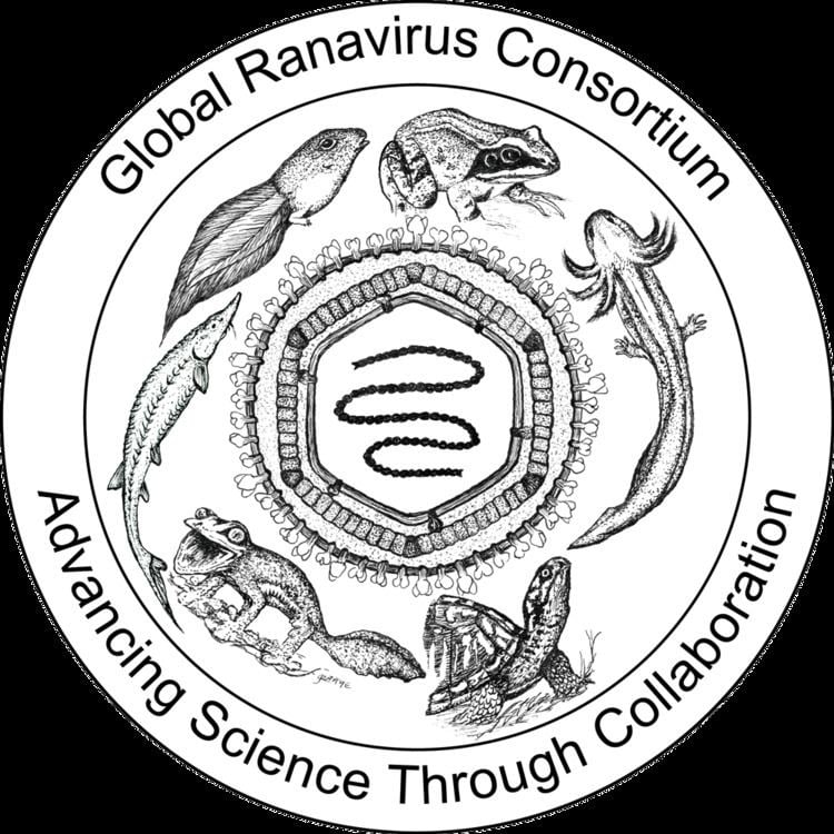 Ranavirus Global Ranavirus Consortium Advancing Science Through Collaboration