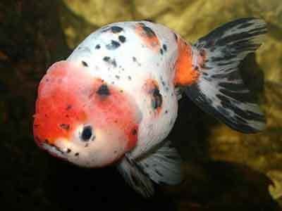 Ranchu Ranchu Goldfish Carassius auratus Fancy goldfish goldfish Care