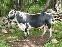 Randall cattle httpsuploadwikimediaorgwikipediacommonsthu