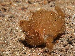 Randall's frogfish httpsuploadwikimediaorgwikipediacommonsthu