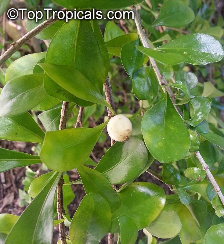 Randia aculeata httpstoptropicalscompicsgardenm22013samsu