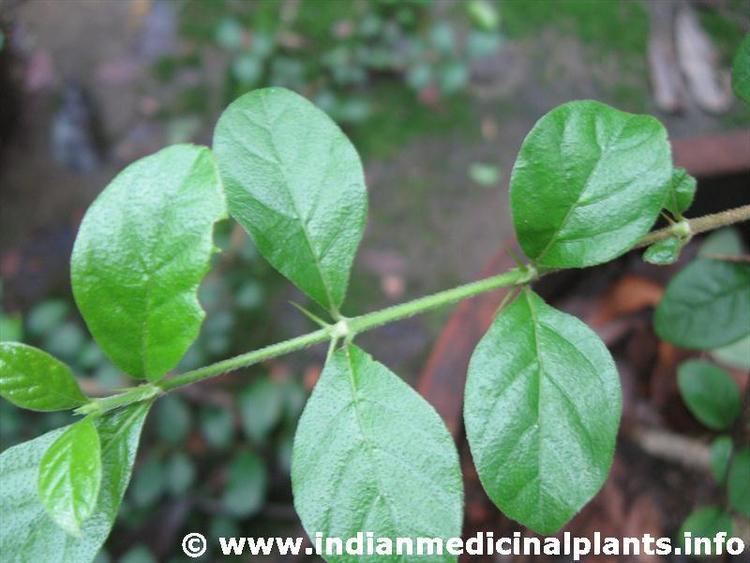 Randia (plant) Randia dumetorum
