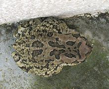 Ranger's toad httpsuploadwikimediaorgwikipediacommonsthu